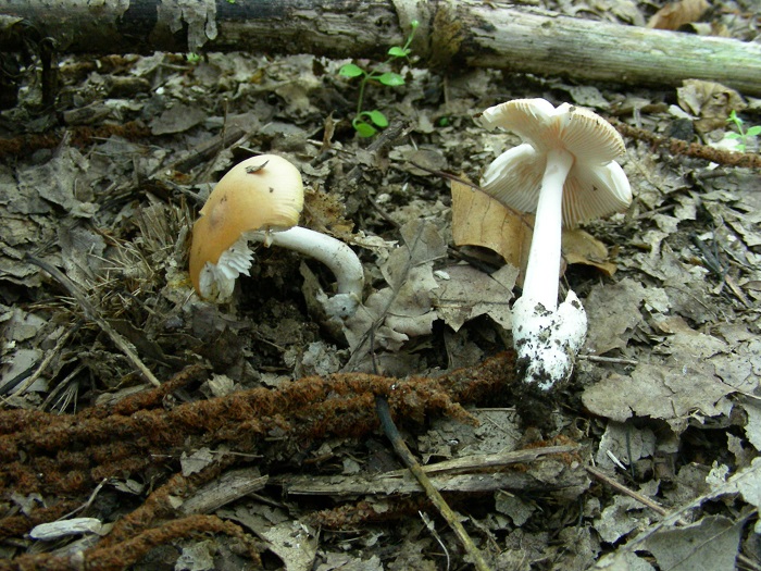 1088 Luglio vecchio ritrovamento